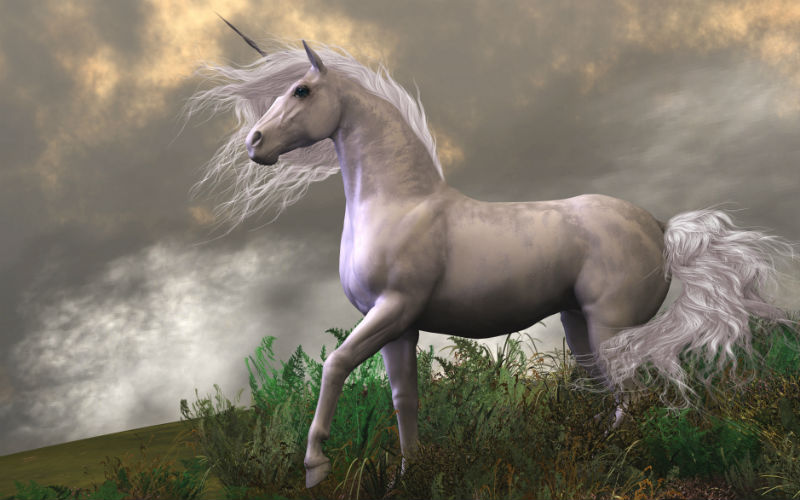 How long does it take to become a unicorn?